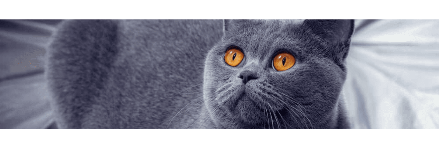 karma-mokra-dla-kota-wykwintny-element-kociego-menu_optimized_1605790134444.png