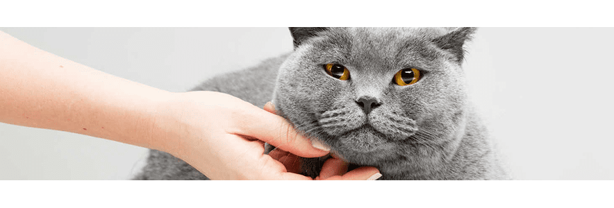 kot-nie-chce-jesc-mokrej-karmy-sprawdz-jakie-moga-byc-powody_optimized_1605790184887.png