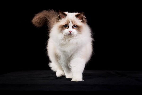 thumb_kot-rasy-ragdoll-cena-charakter-pielegnacja_1620738905056.jpeg