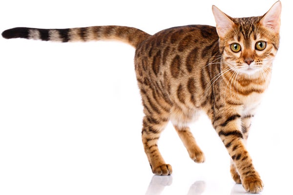 thumb_sheba-kot-bengalski_1625578990779.jpeg