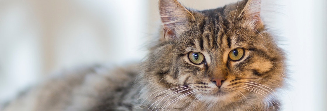 szary kot patrzący się w obiektyw