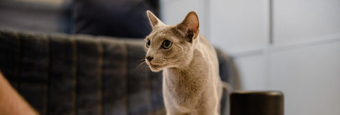 szary kot patrzący na człowieka podającego mu jedzenie