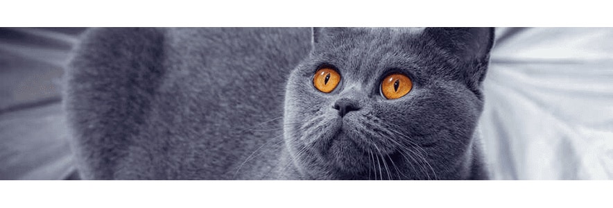 karma-mokra-dla-kota-wykwintny-element-kociego-menu_optimized_1605790134444.png