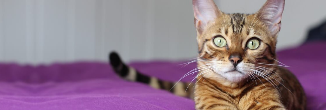 large_o-czym-owiadczy-mruczenie-kota__1625578378820.jpeg
