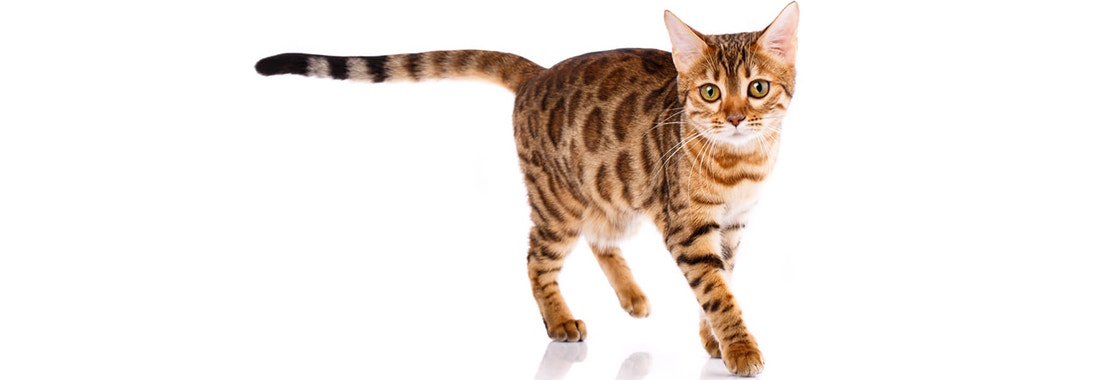 large_sheba-kot-bengalski_1625578990729.jpeg