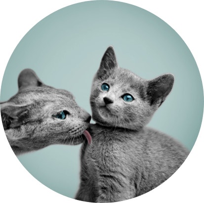 cats