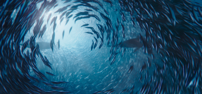 Ławica ryb pływających w kole